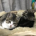子猫２匹