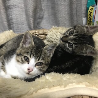 子猫２匹