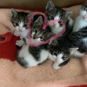 可愛い子猫ちゃんの里親さん募集です