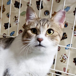 遊ぶの大好き元気いっぱいのみりぃちゃん