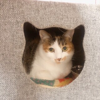 優しい三毛猫りこちゃん、里親様大募集！！