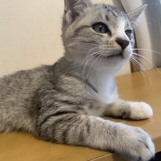 人懐こいコロッコロのサバ白ちゃうだー君