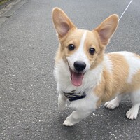 エテ