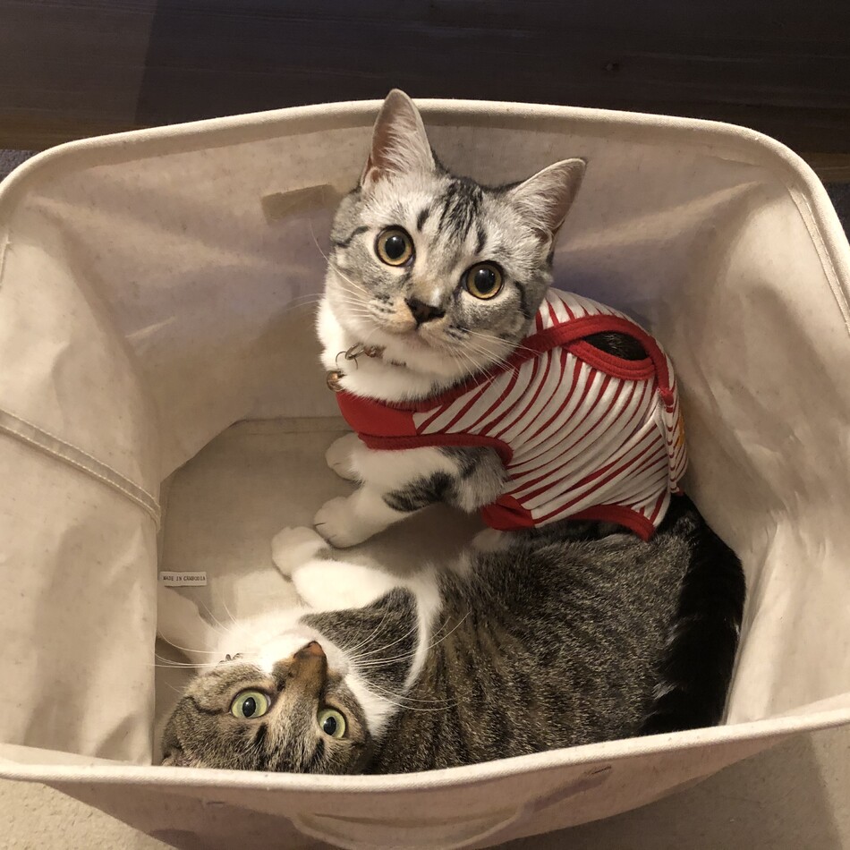 ハギのカバー写真