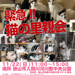 【狭山市】保護猫☆譲渡会