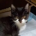物置小屋で寄り添って生きてきた子猫