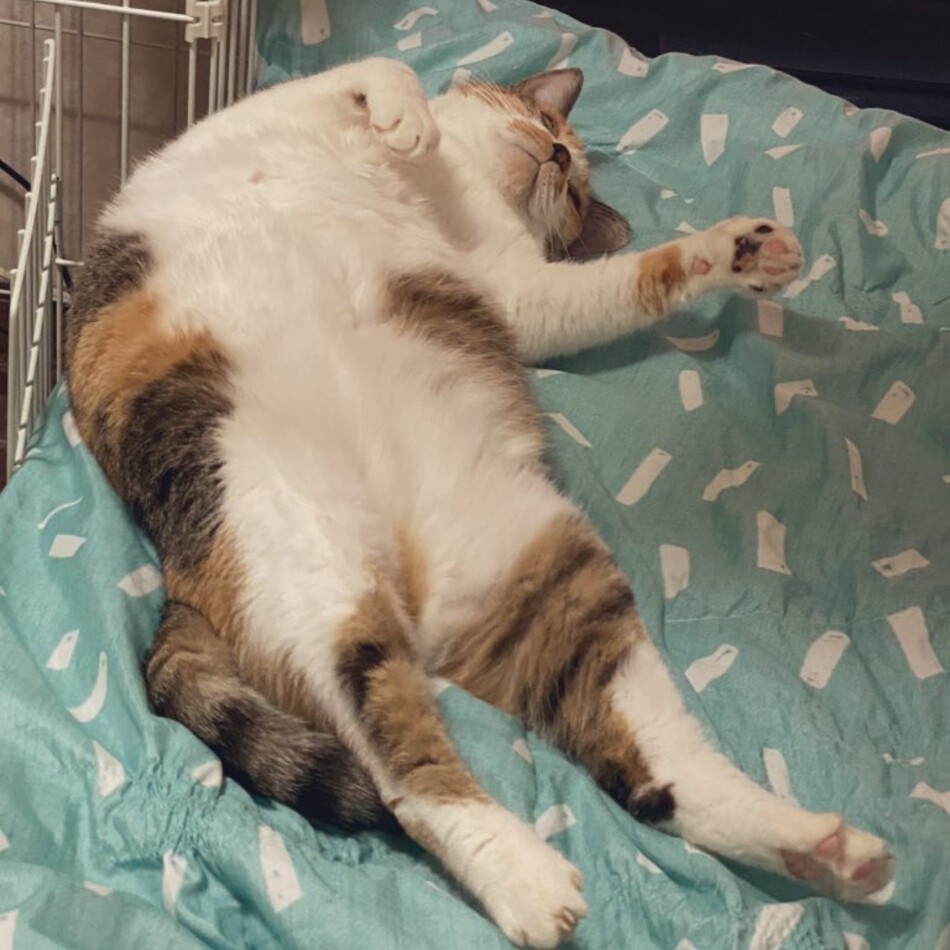 みーのカバー写真