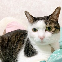シダー