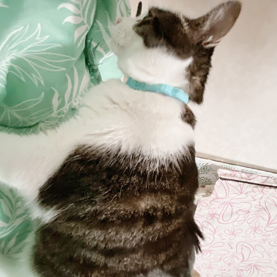 シダーのカバー写真