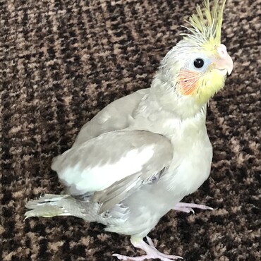 ヨチヨチ歩きが出来るようになりました♪