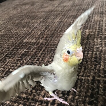 早く飛びたいね♪