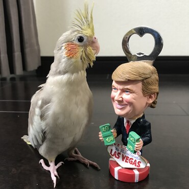 トランプさんより大きくなりました♪