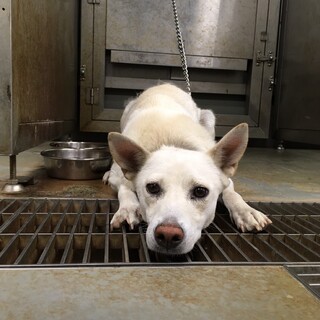 美魔女ママ野犬ブランカちゃん→相談中！