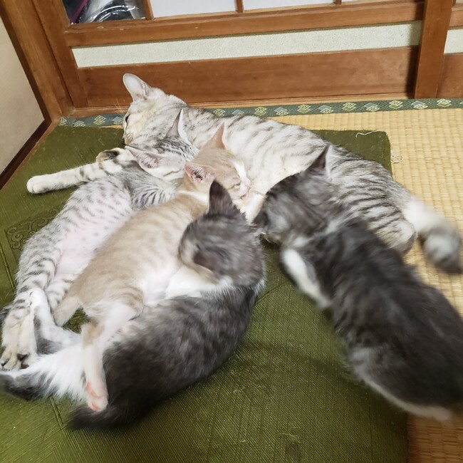 うちのたまこのカバー写真