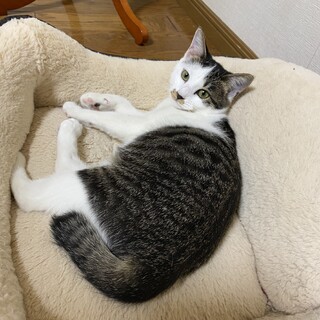 10ケ月のお転婆美猫ちゃん！