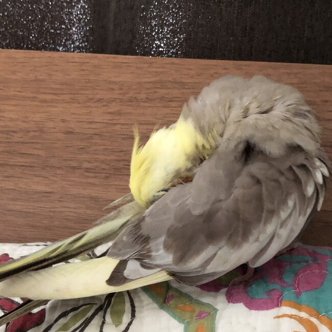ポプラ20のカバー写真