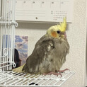 ［新規応募受付停止］東京都　おかめインコ