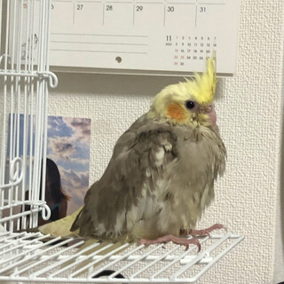 ［新規応募受付停止］東京都　おかめインコ