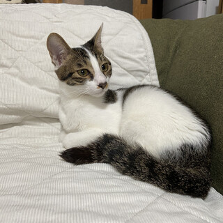 自分のしっぽを吸って寝る子