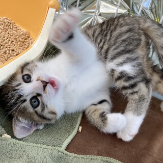 子猫の里親募集（愛知県）