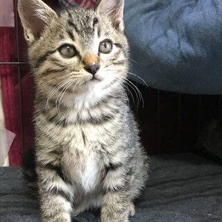 トライアル決定！生後2か月の男の子　リネンくん