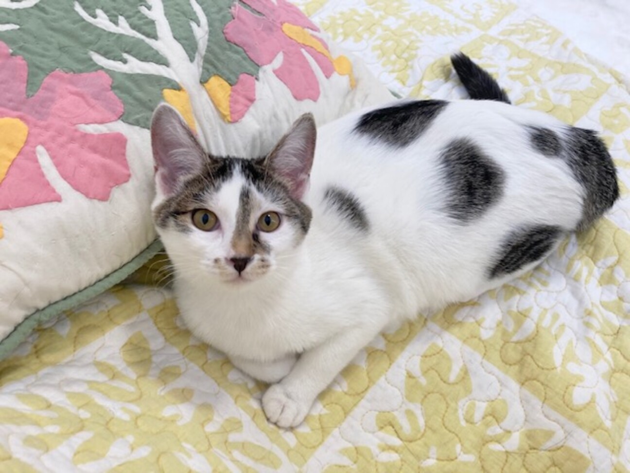 yukiemon 子猫図鑑ボタン付きダウンベスト 猫柄裏地 2025年最新】yukiemon こねこ図鑑の人気アイテム - メルカリ