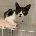 三毛猫