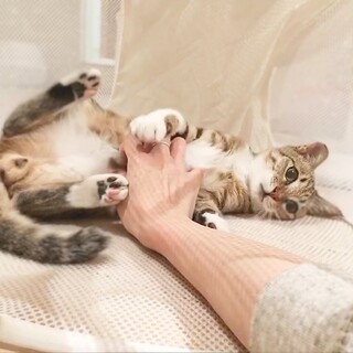 《正式譲渡になりました！》即デレ男子♡ことらくん♡