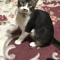 人馴れ訓練中