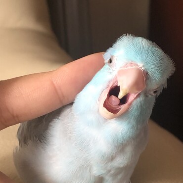 マメマメ