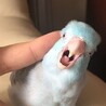 マメマメ