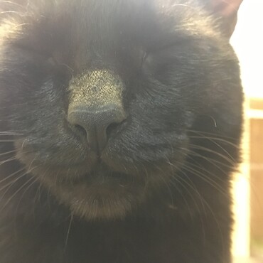 病院へ連れて行く前に、自然治癒。かさぶたみたいな硬い皮膚が無い！なんだったんだろう。