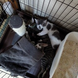 「里子に出すほど赤字になるミステリー」サムネイル1