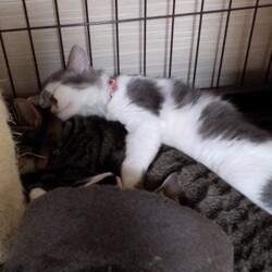 「里子に出すほど赤字になるミステリー」サムネイル2