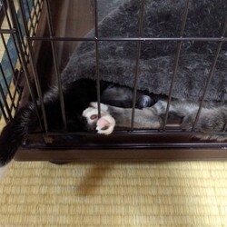 「里子に出すほど赤字になるミステリー」サムネイル3