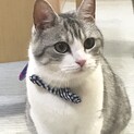 再掲載⭐︎甘えん坊マンチカンの男の子⭐︎