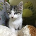 仔猫里親募集中