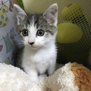 仔猫里親募集中