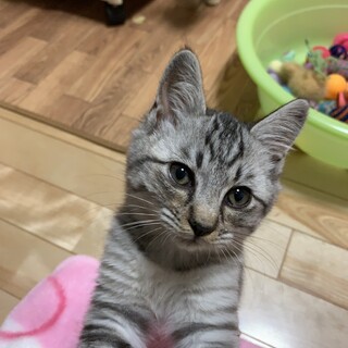 ありがとうございました꙳★*ﾟグレー雉孔雀君