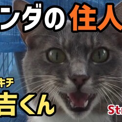【ベランダの住人】外猫 なご吉くん 