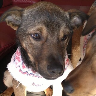 ミルクから育てた子犬茶メス