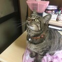 人馴れ抜群で甘えん坊の女の子　リン