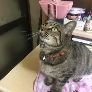 人馴れ抜群で甘えん坊の女の子　リン