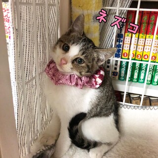 ★キジ白の女の子★