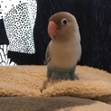 白ボタンインコ(スカイブルー)