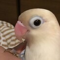 白ボタンインコ(コバルトブルー)