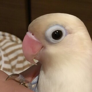白ボタンインコ(コバルトブルー)