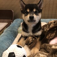 櫂
