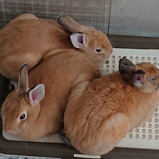 生涯可愛がってくださる方募集します