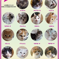 千葉県印西市開催/ふくねこや譲渡会 サムネイル2